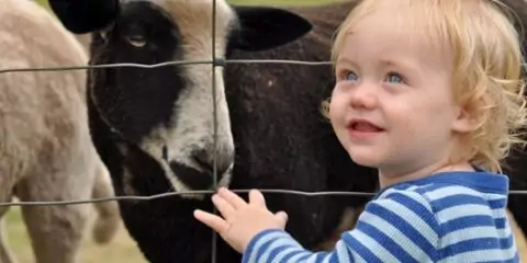 Детский контактный зоопарк «Чудесный рай» в Черемушках