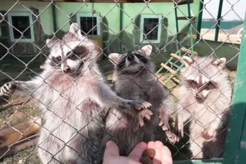 Зоопарк «Экзотик Парк»