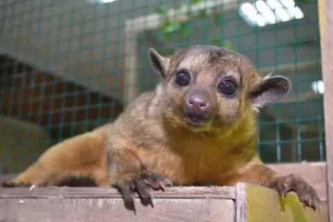 Большой контактный зоопарк «Зверюшки»