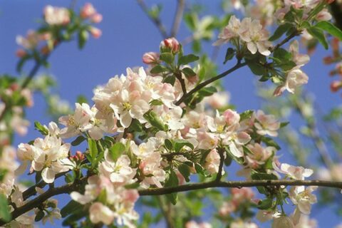 Где в Москве цветут яблони?