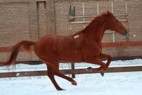 Где в Москве покататься на лошадях?