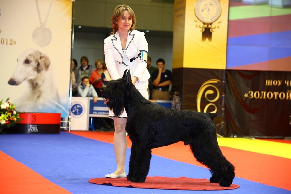 Золотой ошейник – 2014