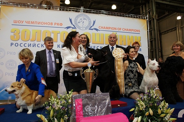 Золотой ошейник – 2014