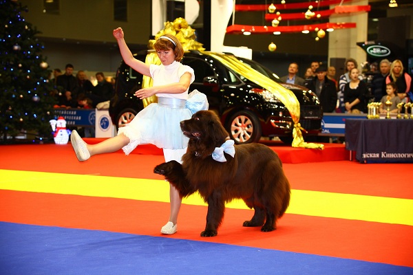 Золотой ошейник – 2014